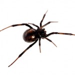 Black widow spider