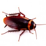 american Cockroach