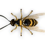 wasp