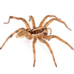 Wolf spider 01